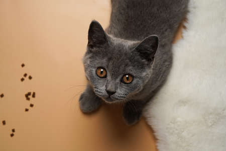 A young british short-hair cat - a gray kitten on a beige background playing and looking up - top viewの写真素材