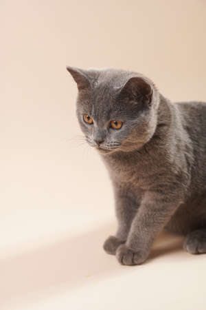 A young british short-hair cat - a gray kitten on a beige colored backgroundの写真素材