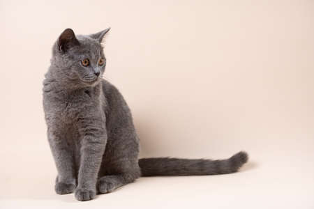 A young british short-hair cat - a gray kitten looking to the side on a beige colored background, negative spaceの写真素材