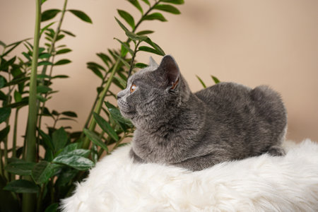A young british short-hair cat - a gray kitten looking to the side and laying on a white faux fur surface and a zamioculcas plant on a beige backgroundの写真素材