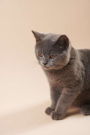 A young british short-hair cat - a gray kitten looking not interested on a beige colored backgroundの写真素材