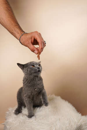 Male han feeding young british short-hair cat - a gray kitten on a white faux fur surface on a beige backgroundの写真素材