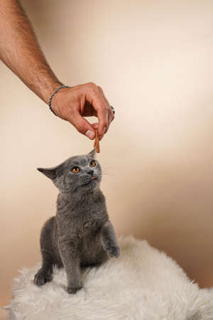 Male hand feeding young british short-hair cat - a gray kitten on a white faux fur surface on a beige backgroundの写真素材