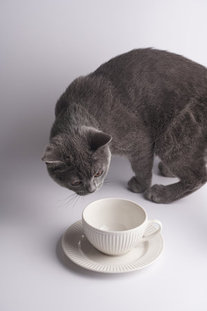 A young british short-hair cat - a gray kitten smelling on a white ceramic cup on a white saucer on a white backgroundの写真素材