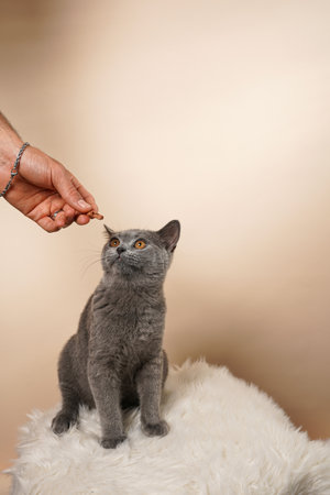 Male hand feeding young british short-hair cat - a gray kitten on a white faux fur surface on a beige backgroundの写真素材