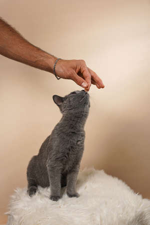 Male hand feeding young british short-hair cat - a gray kitten on a white faux fur surface on a beige backgroundの写真素材
