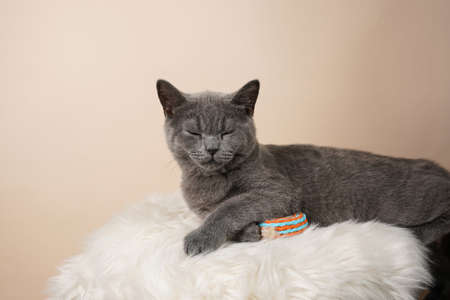 A young british short-hair cat - a gray kitten sleeping on a white faux fur surface on a beige backgroundの写真素材