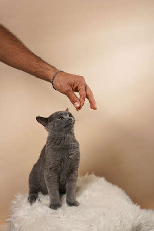 Male hand feeding young british short-hair cat - a gray kitten on a white faux fur surface on a beige backgroundの写真素材