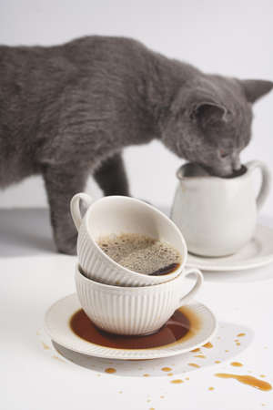 A gray british short-hair cat kitten smelling a white porcelain cup with cappuccino stacked in another mug on a white saucer plate on a white surfaceの写真素材