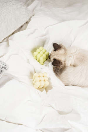 A small beige colored ragdoll baby kitten cat on white sheets smelling on white and green bubble candlesの写真素材