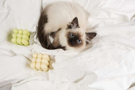 A small beige colored ragdoll baby kitten cat on white sheets with white and green bubble candles looking into the cameraの写真素材