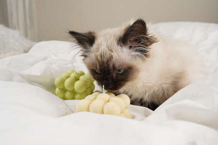 A small beige colored ragdoll baby kitten cat on white sheets smelling on white and green bubble candlesの写真素材