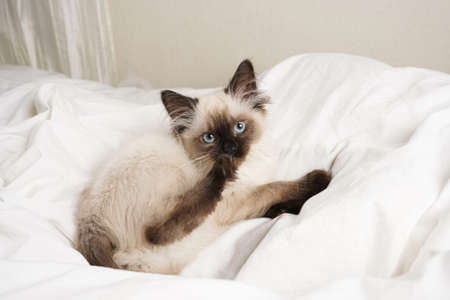 A small beige colored ragdoll baby kitten cat on white sheets looking into the camera and licking his pawの写真素材