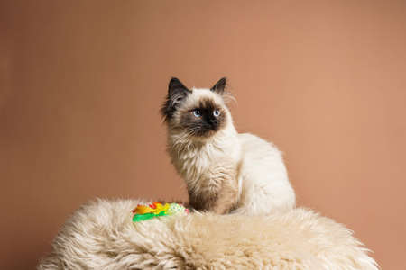 A small beige colored ragdoll baby kitten cat a on fluffy rug on brown backgroundの写真素材