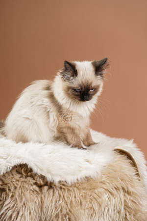 A small beige colored ragdoll baby kitten cat a on fluffy rug on brown backgroundの写真素材