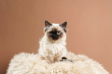 A small beige colored ragdoll baby kitten cat a on fluffy rug on brown backgroundの写真素材