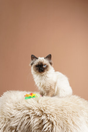 A small beige colored ragdoll baby kitten cat a on fluffy rug on brown backgroundの写真素材