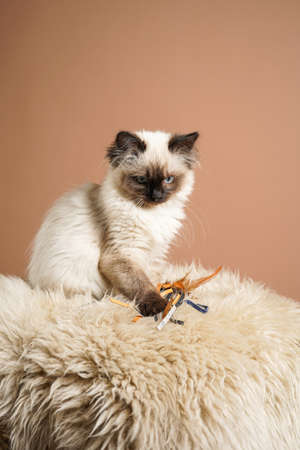 A small beige colored ragdoll baby kitten cat a on fluffy rug on brown backgroundの写真素材