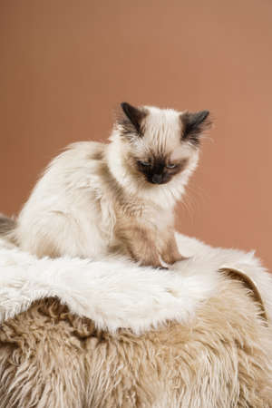 A small beige colored ragdoll baby kitten cat a on fluffy rug on brown backgroundの写真素材