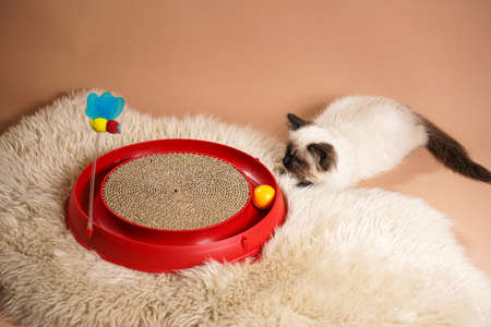 A small beige colored ragdoll baby kitten cat playing with a red toy circle, lurking ready to attackの写真素材