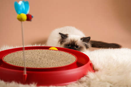 A small beige colored ragdoll baby kitten cat playing with a red toy circle, lurking ready to attackの写真素材