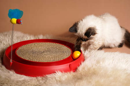A small beige colored ragdoll baby kitten cat playing with a red toy circleの写真素材