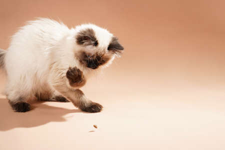 A small beige colored ragdoll baby kitten cat playing on a beige colored surfaceの写真素材