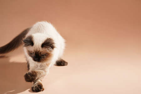 A small beige colored ragdoll baby kitten cat playing on a beige colored surfaceの写真素材