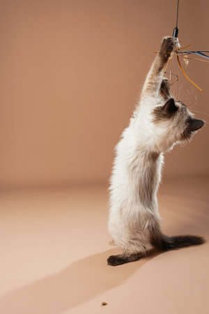 A small beige colored ragdoll baby kitten cat playing with toy and jumping on a peach colored seamless backgroundの写真素材