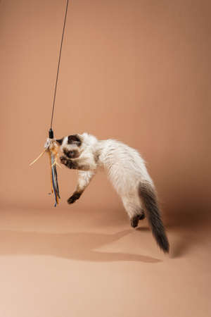 A small beige colored ragdoll baby kitten cat playing with toy and jumping on a peach colored...