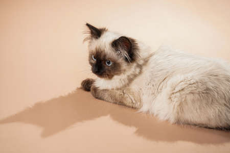 A small beige colored ragdoll baby kitten cat sitting on a peach colored seamless backgroundの写真素材