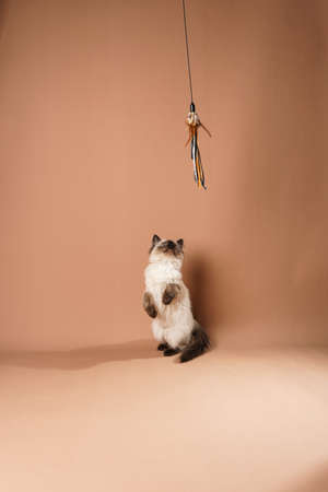 A small beige colored ragdoll baby kitten cat playing with toy and jumping on a peach colored seamless backgroundの写真素材