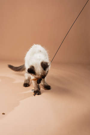 A small beige colored ragdoll baby kitten cat playing with toy and jumping on a peach colored seamless backgroundの写真素材