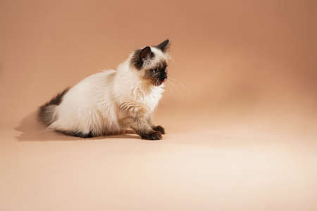 A small beige colored ragdoll baby kitten cat playing with toy and food on a peach colored seamless backgroundの写真素材