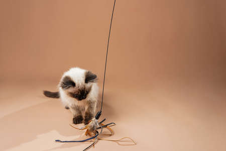 A small beige colored ragdoll baby kitten cat playing with toy and food on a peach colored seamless backgroundの写真素材