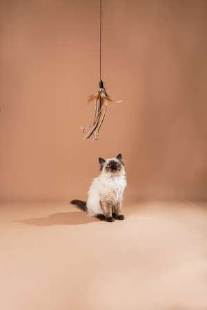 A small beige colored ragdoll baby kitten cat playing with toy and food on a peach colored seamless backgroundの写真素材