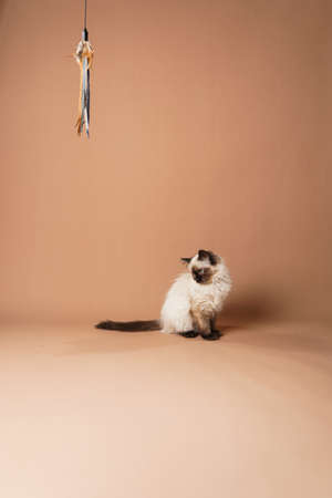 A small beige colored ragdoll baby kitten cat playing with toy and food on a peach colored seamless backgroundの写真素材