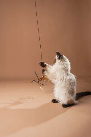 A small beige colored ragdoll baby kitten cat playing with toy and food on a peach colored seamless...