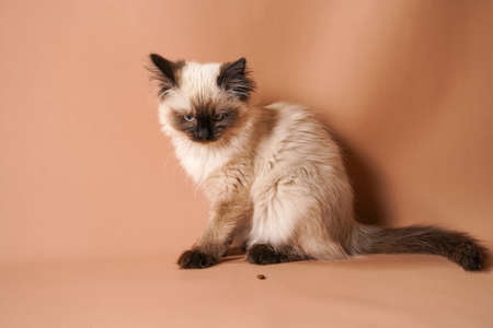 A small beige colored ragdoll baby kitten cat playing with food and looking angry on a peach colored seamless backgroundの写真素材