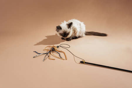 A small beige colored ragdoll baby kitten cat playing with toy and food on a peach colored seamless backgroundの写真素材