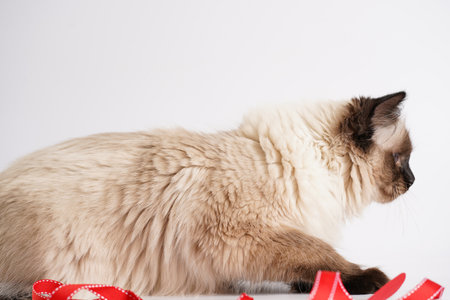Curious beige colored ragdoll cat on white surface in valentine's day decoration - red hearts and ribbonsの写真素材