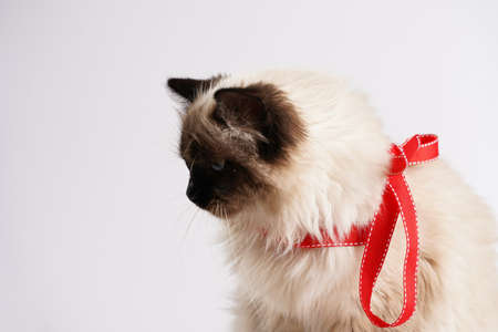 Curious beige colored ragdoll cat on white surface in valentine's day decoration - red hearts and ribbonsの写真素材