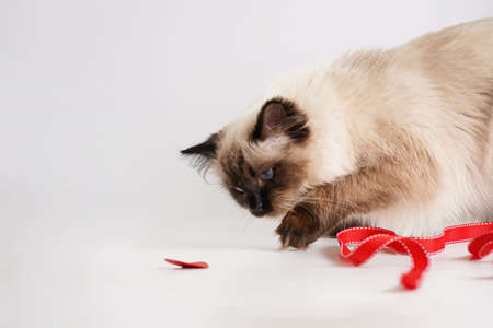Curious beige colored ragdoll cat playing on white surface in valentine's day decoration - red hearts and ribbonsの写真素材
