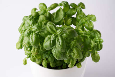 Fresh green abundant Genovese basil herb growing indoors in pot on white backgroundの写真素材