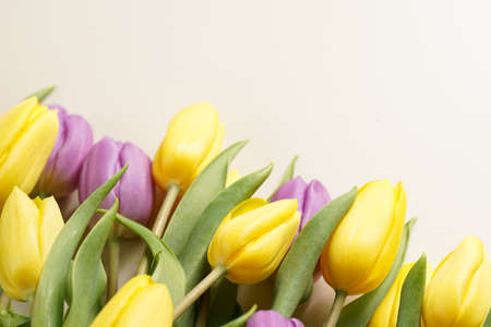 A bunch of yellow and purple tulips on a beige colored background, copy space for textの写真素材