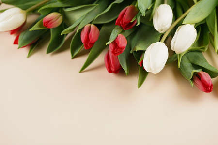 A bunch of red and white tulips on a beige colored background, copy space for textの写真素材