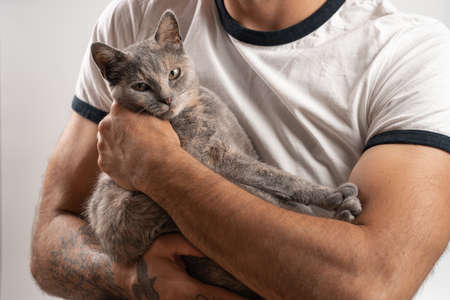 Young tanned Caucasian male with tattoos holding affectionately an adult european short hair cat...