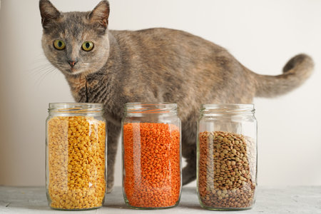 A gray british short hair car behind three tall glass jars with dry red, yellow and green lentils on white backgroundの写真素材