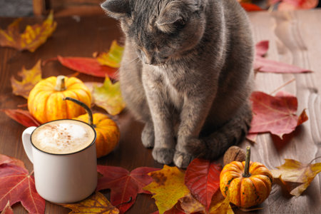Adult european short hair cat blue tortie sitting next to white cup with coffee and milk foam, cinnamon spice in cozy autumn setting with red, yellow and orange leaves, pumpkins, wooden tableの写真素材