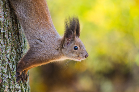 Squirrel in the park